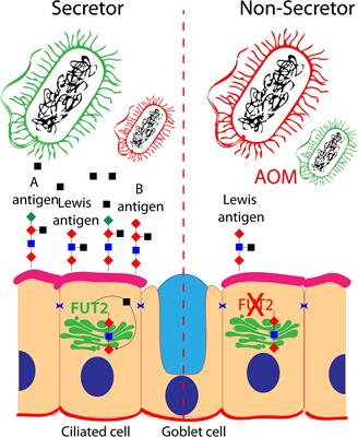 Genomics of Otitis Media (OM): Molecular Genetics Approaches to Characterize Disease Pathophysiology